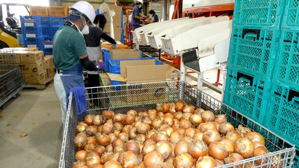 震災からの農業再生へタマネギ生産に高まる期待　4年で10倍、さらに拡大へ　福島県富岡町など