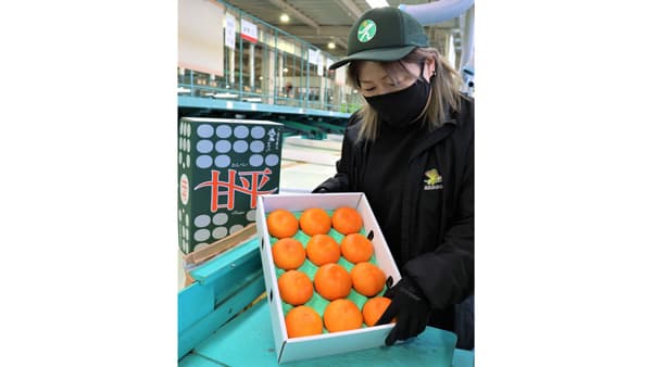 シャキッと甘く　高級かんきつ「甘平」出荷始まる　ＪＡえひめ中央