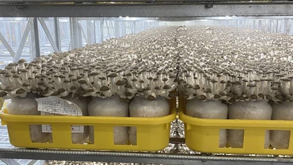 「カットぶなしめじ」のシェア拡大へ　那須塩原に北関東初の新工場を設立　ミスズライフ