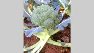 ブロッコリー品種「ラウンドスター」が県議会議長賞を受賞　朝日アグリア