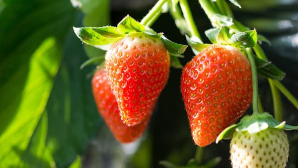 旬の伊勢特産いちご「かおり野」PRイベント開催　三重県伊勢市