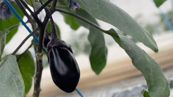 大阪泉州特産「水なす」農家直送で提供開始「北海道海鮮にほんいち」