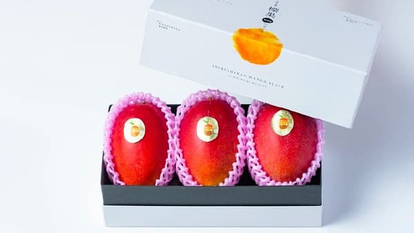 糖度20度以上「志布志湾マンゴーブラック」Makuakeで先行販売