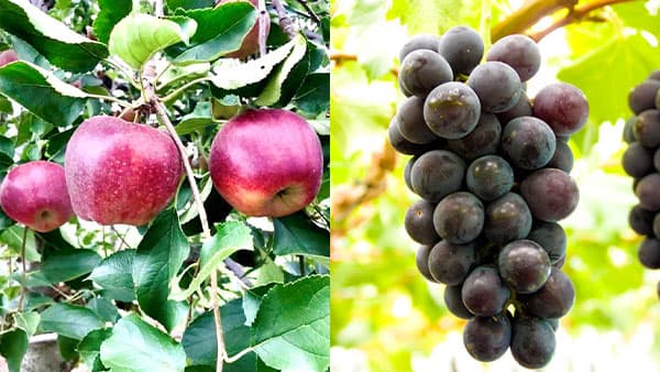 熊本県阿蘇市で"農薬不使用のりんご狩り"9月下旬に開園　果実の国カップルズ