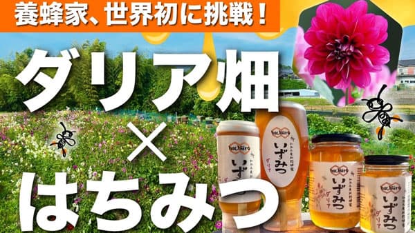 大阪府和泉市の休耕地をダリア畑にして国産はちみつを　クラウドファンディング開始