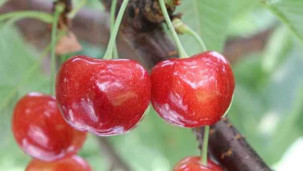 超大玉の新品種 さくらんぼ「やまがた紅王」がプレデビュー