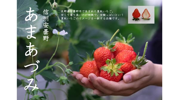 安曇野生まれ　夏秋いちご新品種「あまあづみ」を味わうイベント開催