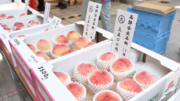 兵庫県川西市　特産早生桃「日川白鳳」即売会に長蛇の列