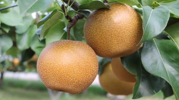 埼玉ブランドの梨「彩玉」が旬を迎える