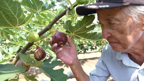 川西産いちじく「朝採りの恵み」収穫が最盛期　兵庫県川西市