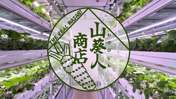 レア・ベジタブル「わさび葉」販売　ネットショップ「山葵人商店」開店　NEXTAGE