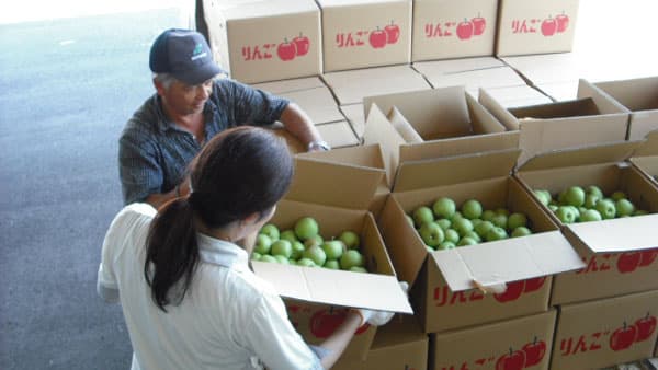 "摘果リンゴ"地域挙げて有効活用　集荷作業が8月に入り本格化　JAみなみ信州