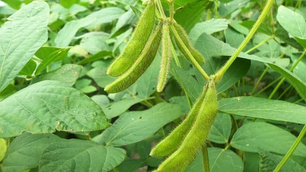 茨城県行方市の産直マルシェ　老舗農園「夢みるじっち」の旬野菜ボックスなど新発売