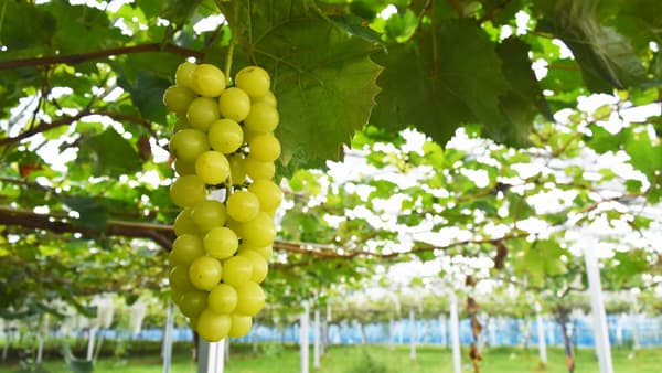 ソーラーシェアリング施設で育てた「シャインマスカット」所沢駅で特別販売　西武アグリ