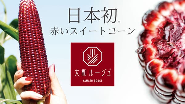 赤いスイートコーン「大和ルージュ」全国で収穫開始　大和農園