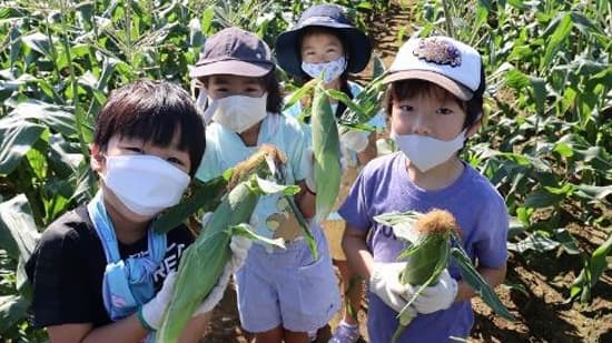 小学生が農家の仕事を学ぶ　育てたとうもろこしを収穫・販売　千葉県柏市