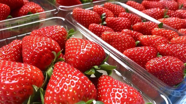 こだわり若手生産者の「樹上完熟大玉とちおとめ」初登場　福島市ふるさと納税