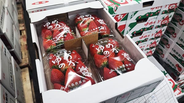 大阪市場で全国トップシェア「長崎いちご」PRイベントを大阪市中央卸売市場で初開催