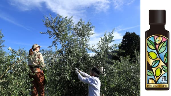 伊豆産オリーブ収穫「純国産エクストラバージンオリーブオイル」12月初旬に発売　J-オイルミルズ