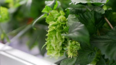 ビール原材料「ホップ」の屋内栽培技術　CULTA社と共同で確立　キリン