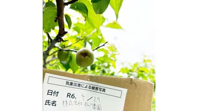 暖冬、ひょう、カメムシで梅が歴史的不作　収穫半減で価格高騰　農業総研
