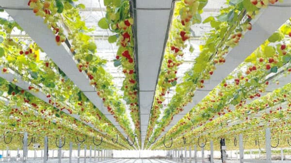 空から降り注ぐ「いちご狩り」横浜「the BERRY YOKOHAMA」で21日オープン