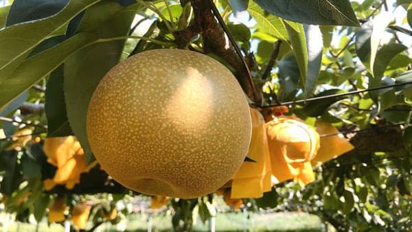 ご当地ブランド梨「多摩川梨」ＪＡセレサ川崎の直売所などで販売開始