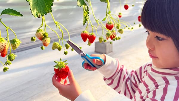 「あまりん」など埼玉県人気5品種「いちご狩り」7日から受付　げんき農場