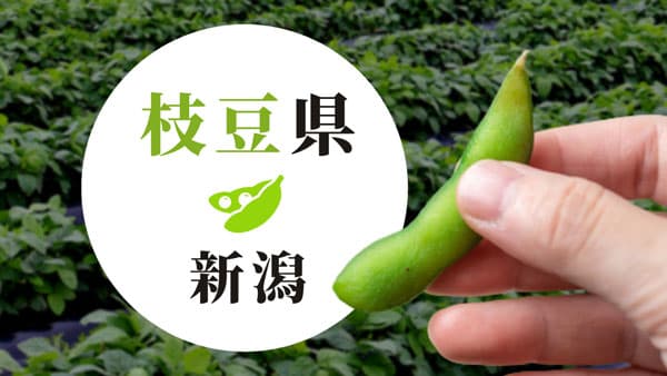 枝豆リレーができる新潟県の"枝豆"　特集ページを開設　新潟県観光協会