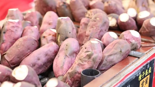 秋のさつまいも博「超芋まつり」川崎市等々力緑地で開催