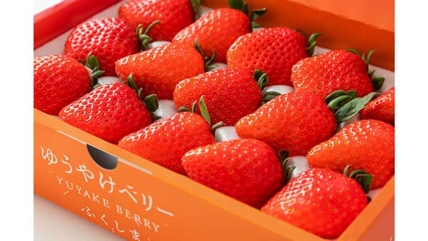 福島の新しいいちご「ゆうやけベリー」フェア　日本橋ふくしま館MIDETTEで10日から開催