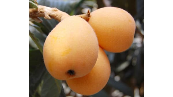 甘くてジューシーな旬の味覚　収穫量日本一の「長崎びわ」が最盛期