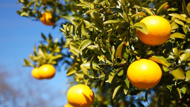 「第23回全国果樹技術・経営コンクール」受賞者が決定