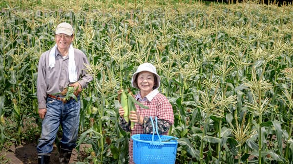 信州・信濃町産の"朝採りトウモロコシ"まもなく出荷開始　道の駅しなの