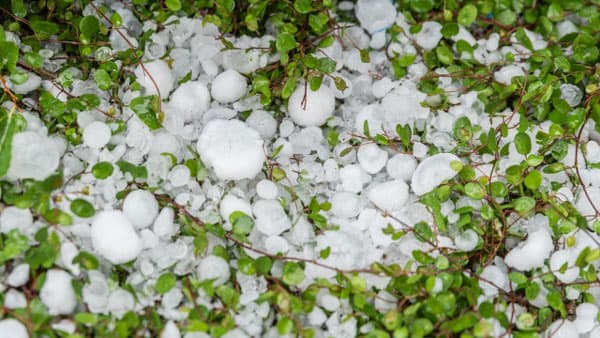 千葉、群馬でひょうの農作物被害24億円　千葉で規格外野菜の応援販売も