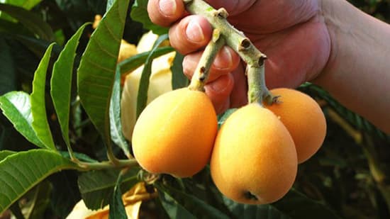 幸いにも豊作　長崎県産「ハウス栽培ビワ」販売中　豊洲市場ドットコム