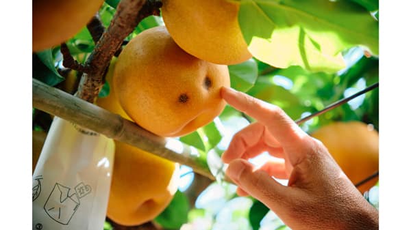 果実のフードロス削減・農家支援へ「キリン 氷結　mottainai 浜なし」再登場