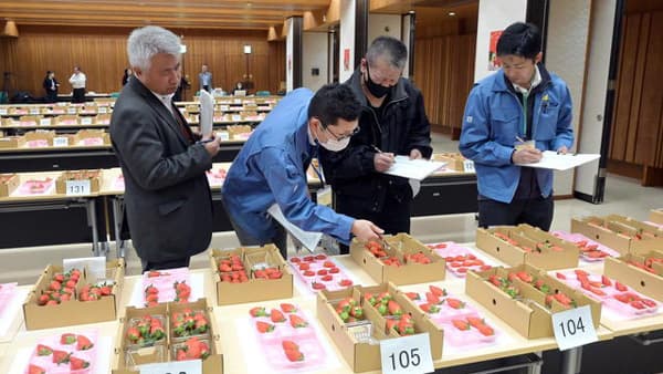 三重県いちご共進会開く　期待の新品種「うた乃」も初出品　三重県園芸振興協会