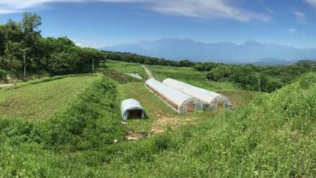 「ぶどう」事業本格展開　GREENCOLLAR