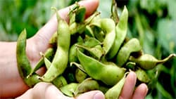 希少な丹波篠山産「黒大豆枝豆」10月から販売開始