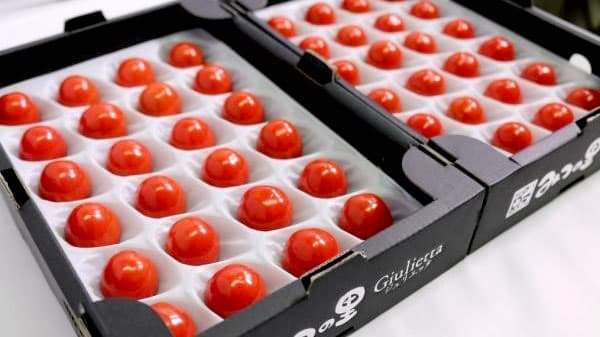 超高級ミニトマト 「ジュリエッタ」予約販売開始