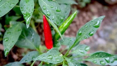 テーマは「とうがらし」特産農産物セミナー開催　日本特産農産物協会