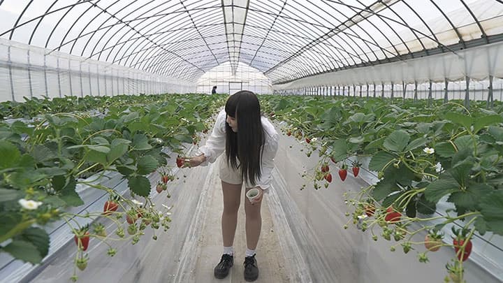 茨城県・下妻農場で「1棟1組完全貸切」いちご狩り食べ放題スタート