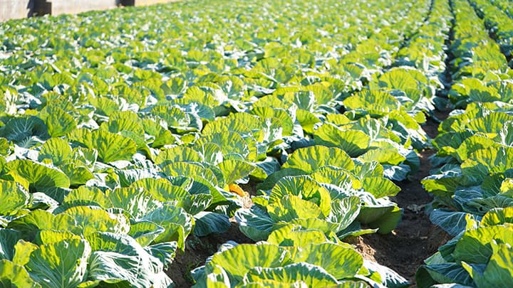 「ちば食べる通信」創刊4号　銚子のキャベツ農家を特集