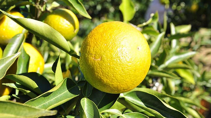 花粉の悩みを手軽に解決　北山村産「じゃばらっ粉」新発売