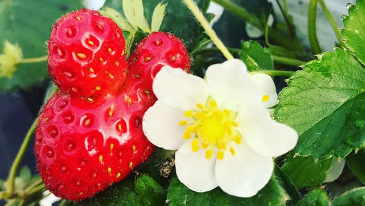 恒例の「沖縄いちご」堪能　感染対策徹底でイチゴ狩り開始　ともや農場