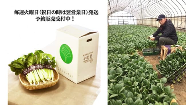 江戸川産の朝採り小松菜「までいマーケット」で直送　島村商店