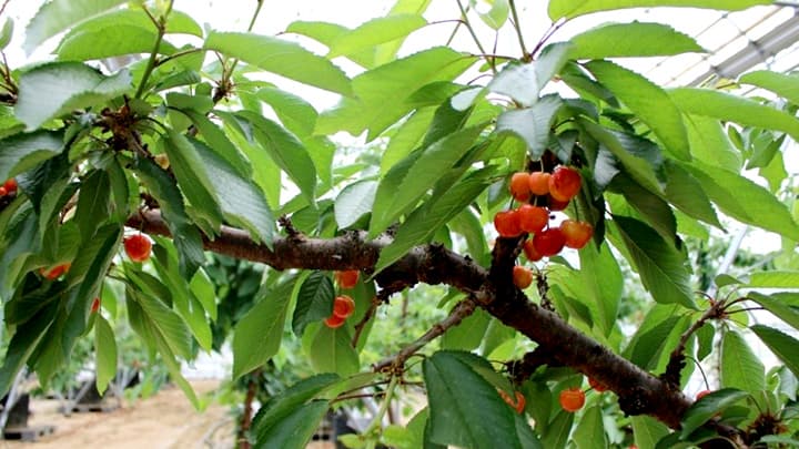 埼玉県狭山市で初「さくらんぼ狩り」収穫体験型観光施設を6月にオープン