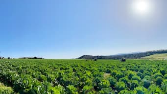 スーパーフード「ケール」の花芽を期間・数量限定で販売　キューサイ