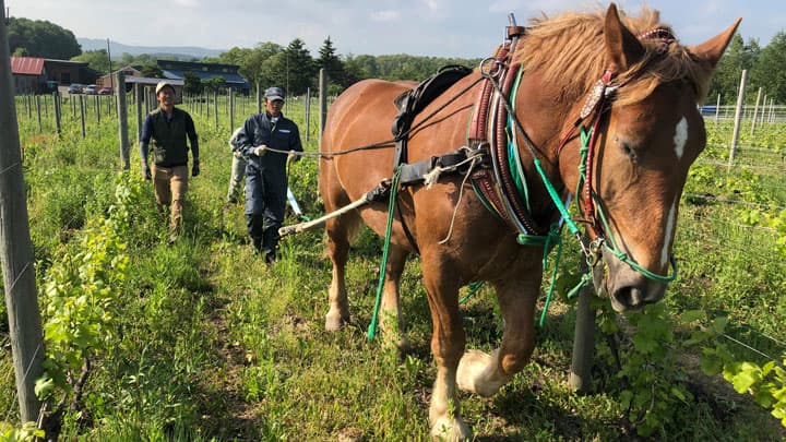 北海道厚真町で「素人のちょっと大きな家庭菜園」スタート　マドラー